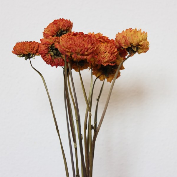 oranzove dalie vysoke detail